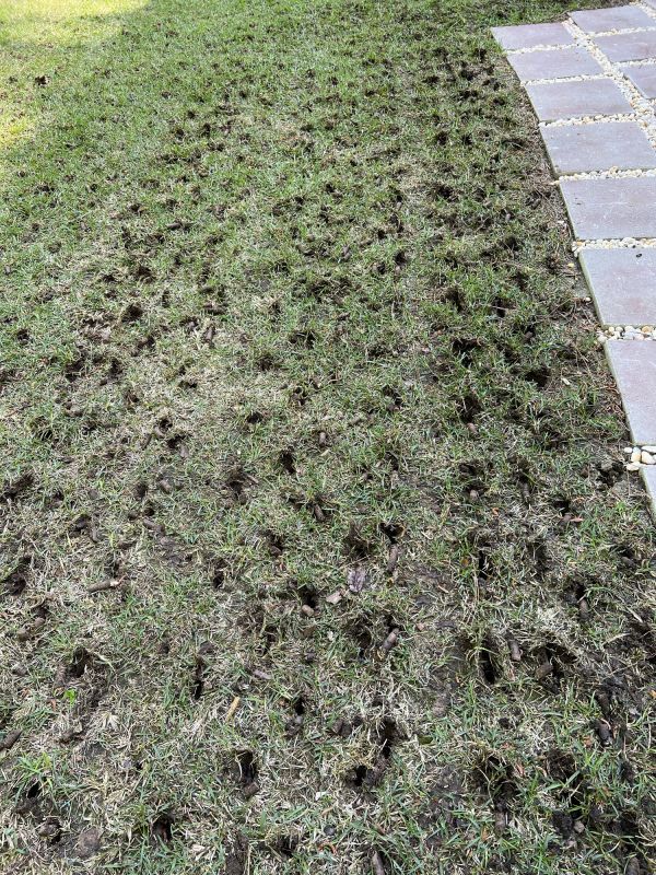 lawn aeration
