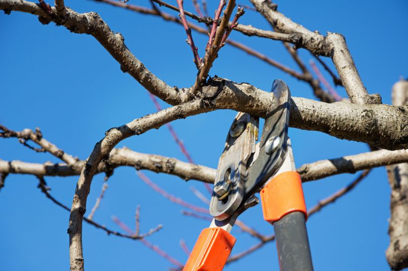 Pruning Trees & Shrubs