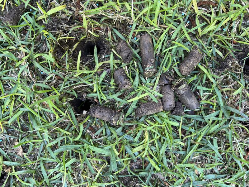 Signs Your Lawn Needs Aeration