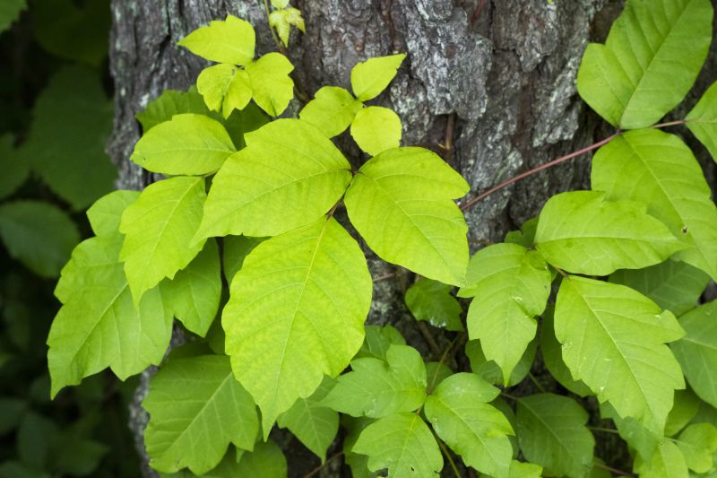 Poison Ivy Removal in Burlington County, NJ
