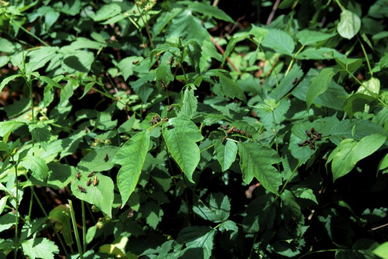 Poison Ivy Removal in Montgomery County, PA