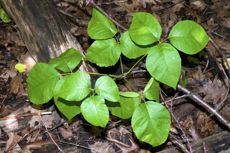 Poison Oak Removal in Montgomery County, PA