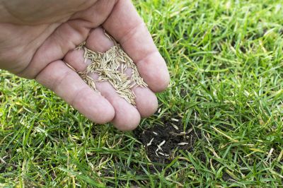 Reseeding Service in Honolulu, HI